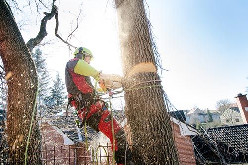 Cedar Gartenbau Neu-Isenburg - Holzarbeiten